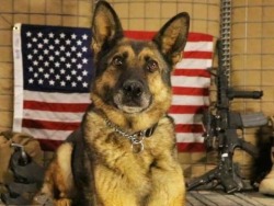 recce5brav0:  tatesapaakicita:  K9  ‘Murica