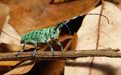 sinobug:Longhorn Beetle (Anoplophora beryllina, Lamiinae, Cerambycidae)by Sinobug (itchydogimages) o