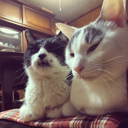 寒い日は仲良し They are very close each other because it’s cold today. #catoftheday #beautifulcat #bl