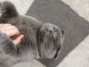 world-of-cats:sternenstaub28:world-of-cats:Happy international cat day ♡He&rsquo;s