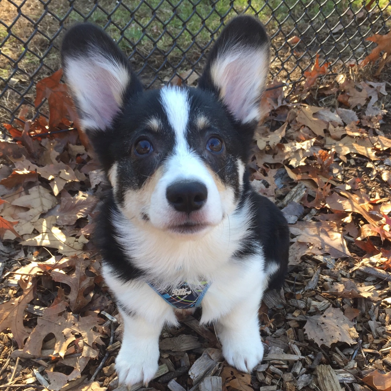 laceythecorgi:  Happy 1st Birthday to Louie Linus and all of his siblings! 