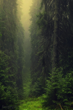 opticxllyaroused:  dark misty forest by Sergey