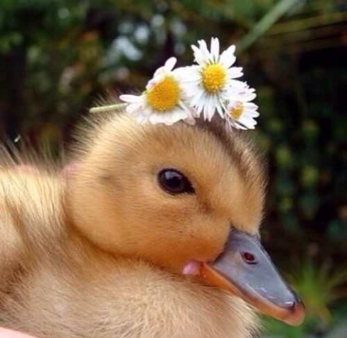 naturalcottage: Animals with flower crowns