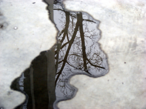 wrotten: Winter Puddle