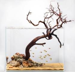 fuck-yeah-aquascaping:  Another stunning