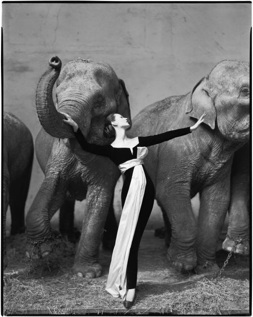 Richard Avedon Dovina con los elefantes, 1955