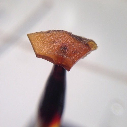 guitarred-andfeathered: This #oceanOG is fucking delicious. Happy #shatterday everyone! #shatter #d