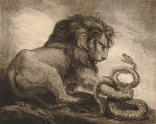 scribe4haxan:A Lion and Serpent (d. 1799 Aquatint, etching& roulette) - Samuel William Reynolds, after James Northcote 