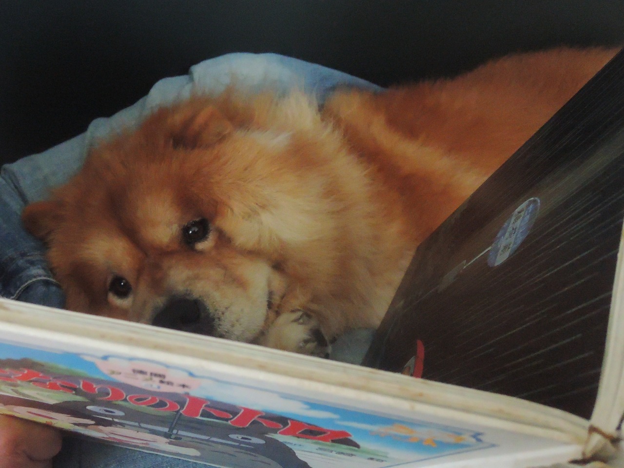 chow29dora:  読書の秋。 Fall is the best season for reading. In the past, it