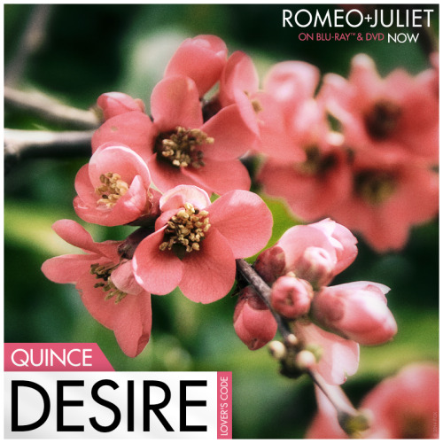 Long ago, when lovers had to keep their feelings secret, they would give Quince flowers to express t