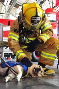 knusprig-titten-hitler:  “Tags: Bellkadse Der Hund Simuliert Feuerwehr Fire Dept. Firefighter Held Helden Maxwell verdammt guter Hund”