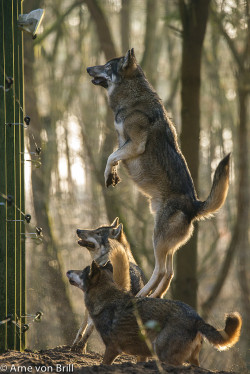elegantwolves:  by Arne_von_Brill