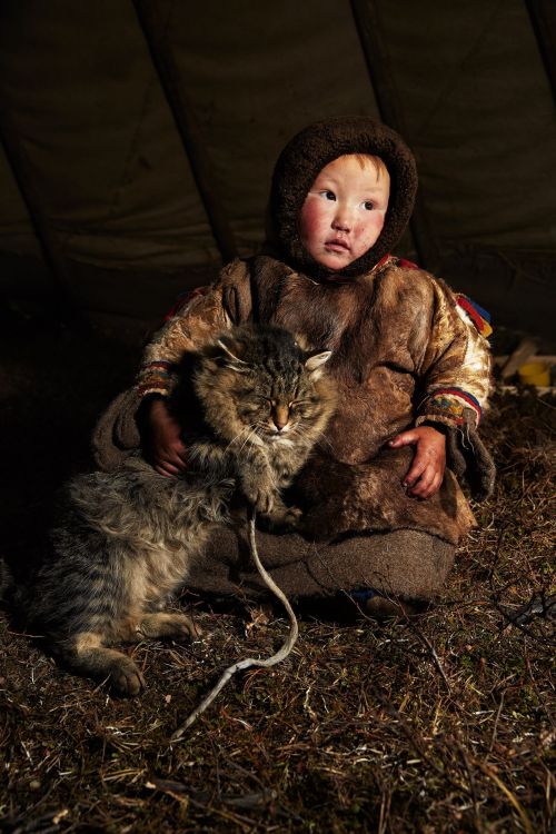 A Young Child Sits With A Siberian Cat. A Siberian Forest Cat Is A Native Cat From The Taiga Of Siberia.
