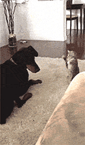 69roseskull69:  passenger1969:  http://passenger1969.tumblr.com/  Lol the dog looks