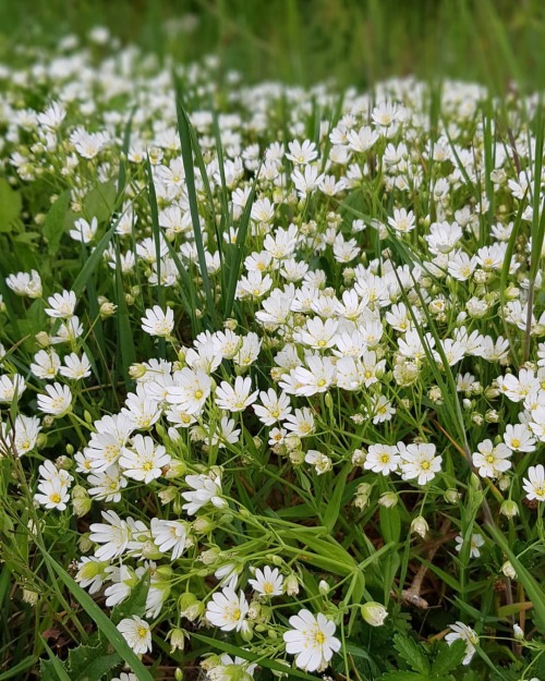 The little forest where I walk is right now carpeted with these beautiful little white flowers. So d