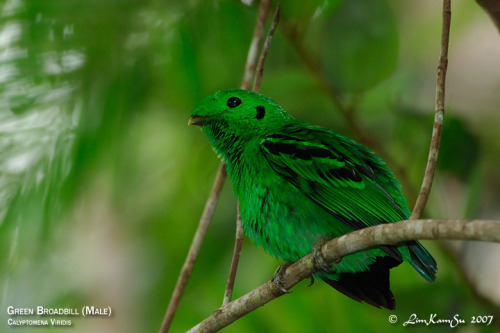 wapiti3:green broadbill (Calyptomena viridis) also known as the lesser green broadbillDistribution a