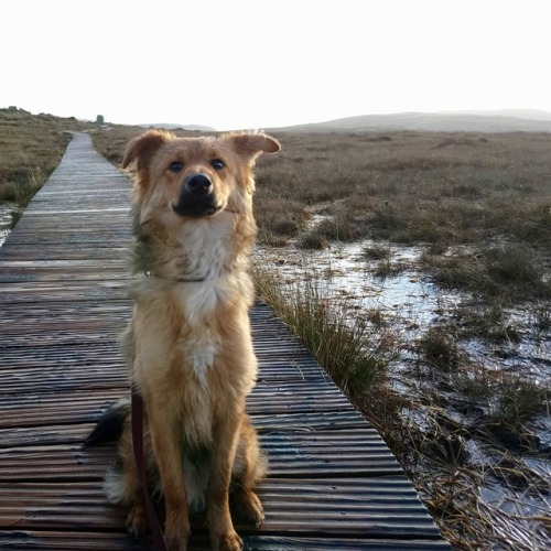 orlathewitch: Finn loves the national park Connemara, Co Galway, Ireland (January 2018)