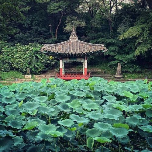 #seoul #secretgarden #korea #huwon (at Seoul, South Korea) www.instagram.com/p/B1HCQkFBW8h/?