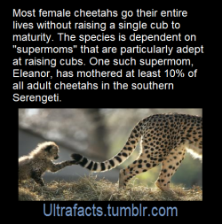 ultrafacts:  Source: [x] Follow Ultrafacts for more facts! 