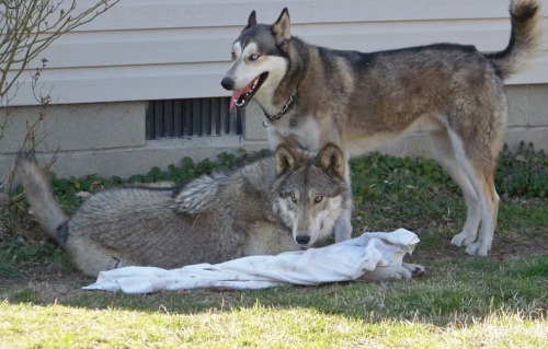 Here is a couple side by side comparisons. Of a high content wolfdog Selene and a low/no content Max