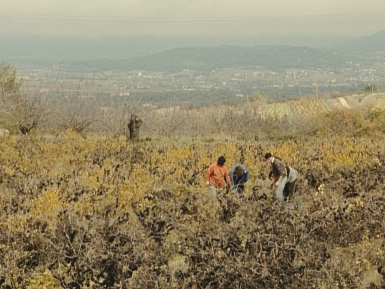 Agnes Varda The Gleaners And I Trailer - The Gleaners and I (2000) dir. Agnès Varda