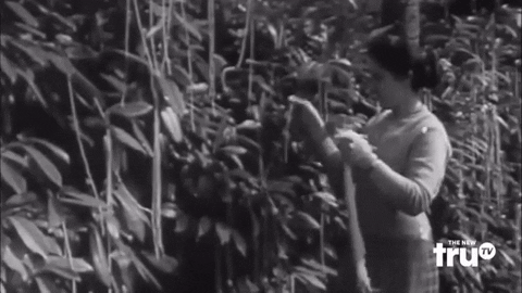 blondebrainpower:  BBC: Spaghetti-Harvest in Ticino, Switzerland 1957