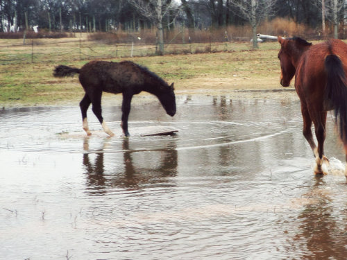 craigslisthorses:keeby1:bridle-less:craigslisthorses: So, when it rained a lot the other day the fro