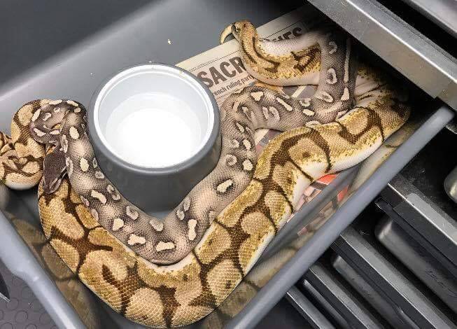 rainbowsnakes:
“ moth–ball:
“ wheremyscalesslither:
“ This is the standard of keeping ball pythons. Its the most common technique, and it IS widly spread.
We can do better than this. This kind of stuff doesnt allow for a range of natural behaviors....