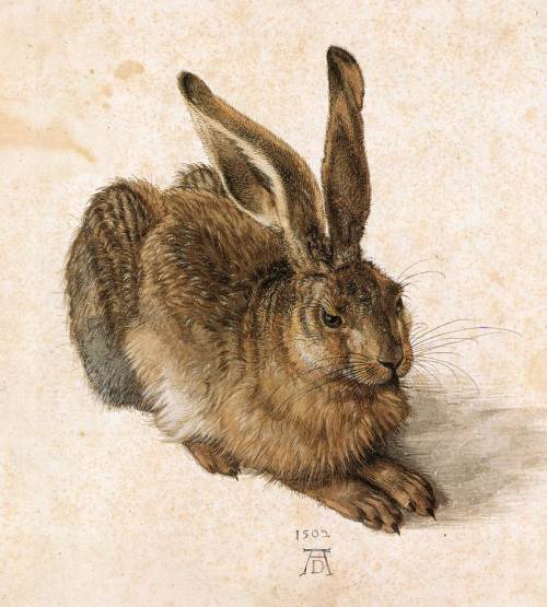 pagewoman:Albrecht Dürer - Young Hare