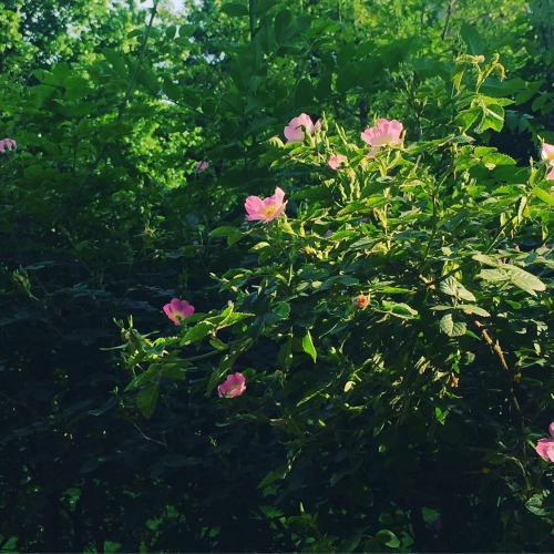 #photography#flowers#plants#cottagecore