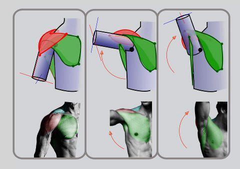 daunt:  eyecager:  Torsos tips from Anatomy for Sculptors I have an Anatomy Intensive class on Torso’s-Front and Back this term so expect a lot of information relating to it being put up.  FANTASTIC anatomy reference! 