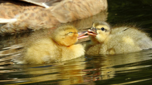 ducklingcentral:funnywildlife:Ducklings on a canal in Preston, Lanchashire, England by Shaun Simons 