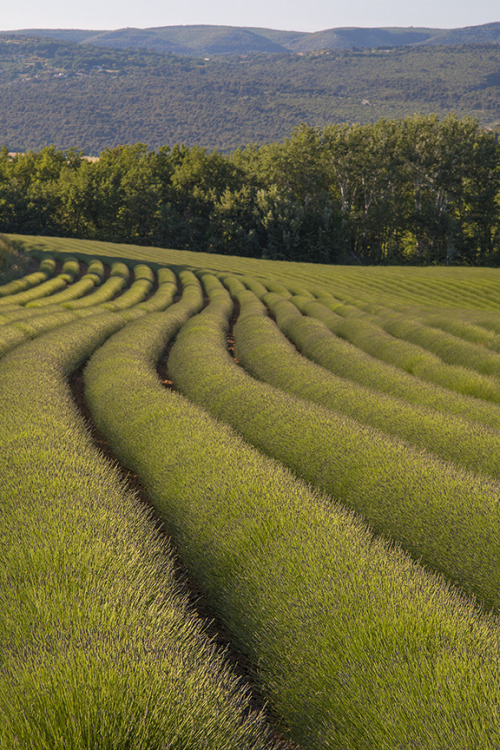 Lavender field ready to pop, Roussillon, France.