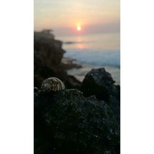 #beach #sunset #shell #nature #vsco #vscocam #vscocze