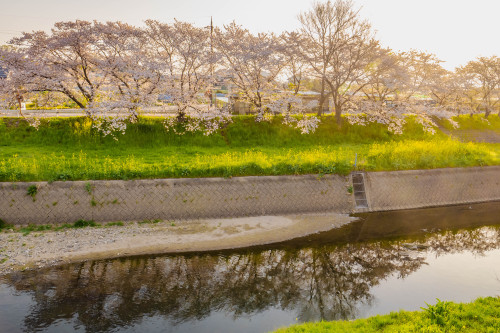 桜の山