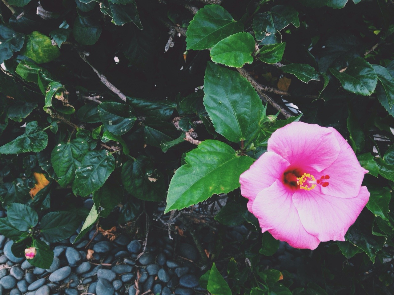 ghetto-versace:  dadvillainy:  rain.  جميل