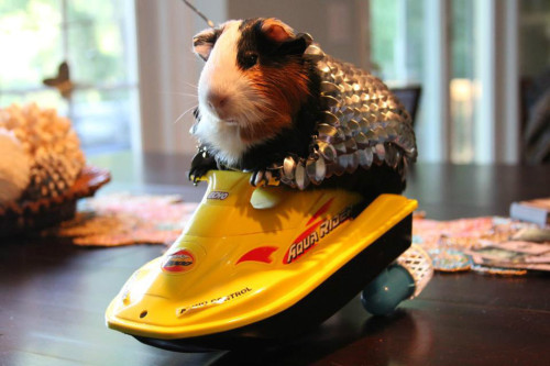 craziesunshine: Sir Pig of Guinea (via mightys0x on ebay)