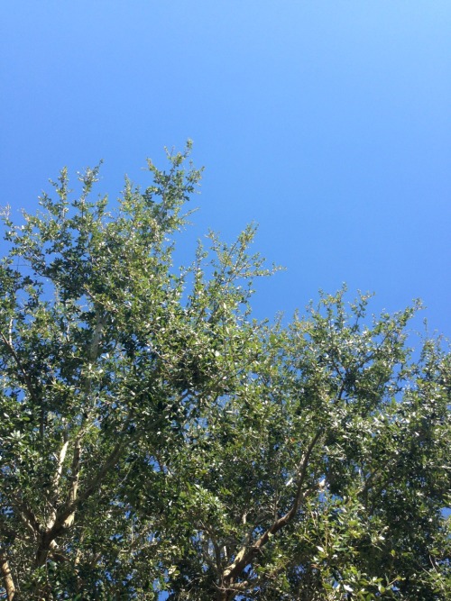 mopeyteen:pretty sky in my backyard
