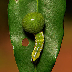 endangereduglythings:  cool-critters:  Nolid Moth Caterpillars Nolidae is a family of moths with about 1,400 described species worldwide. Their caterpillars developed a very unique way of hiding from enemies. This species of caterpillar grows an enlarged,