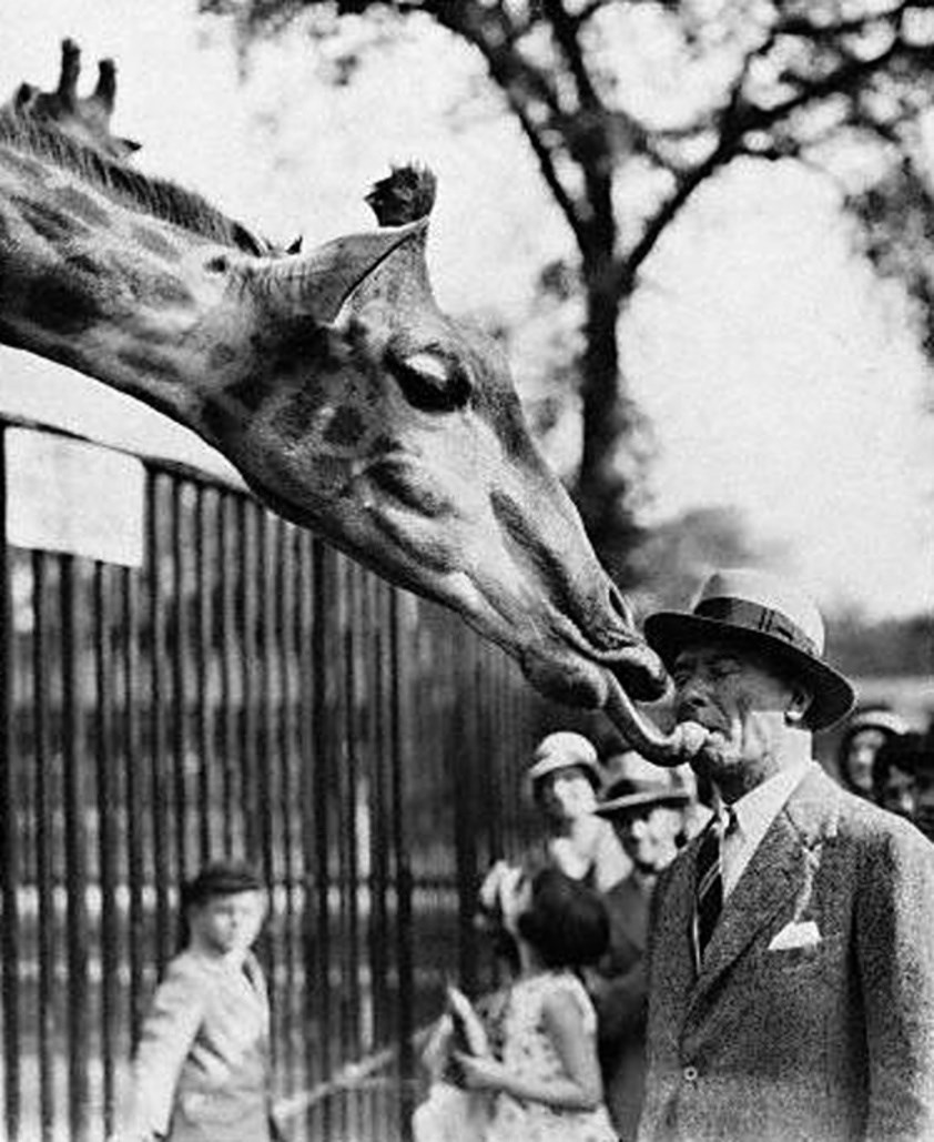 Captain Pfeiffer, a regular visitor to London Zoo, succeeds in training a giraffe
