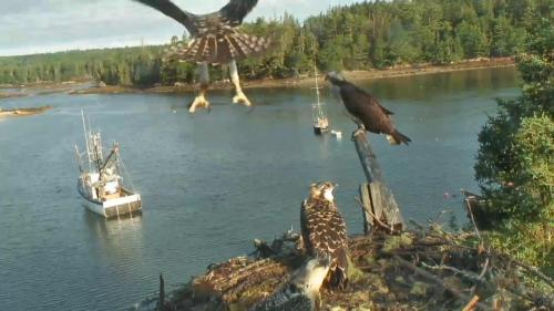 We Have Lift Off!  Early this morning, Osprey chicks Poole and Pan gave their family something 