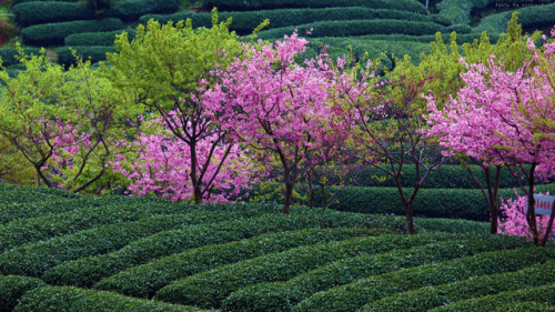 fuckyeahchinesegarden:tea plantation in china