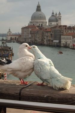 fabforgottennobility:  Venezia 