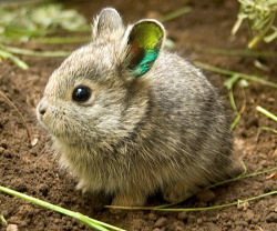 uazjanx:  thesylverlining:  winterwombat:  the-enchanted-mermaid:  Meet the World’s Smallest Rabbit. Columbia Basin Pygmy Rabbits are the world’s smallest and among the rarest.   Miniature bunnies with iridescent ears. Happiness, embodied as a tiny