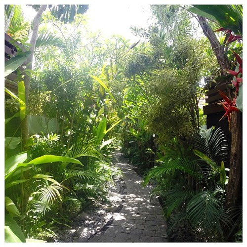 Lush pathways in Canggu #balilife #canggu #bali #travel #wanderlust #amazing #love #baligo #happines