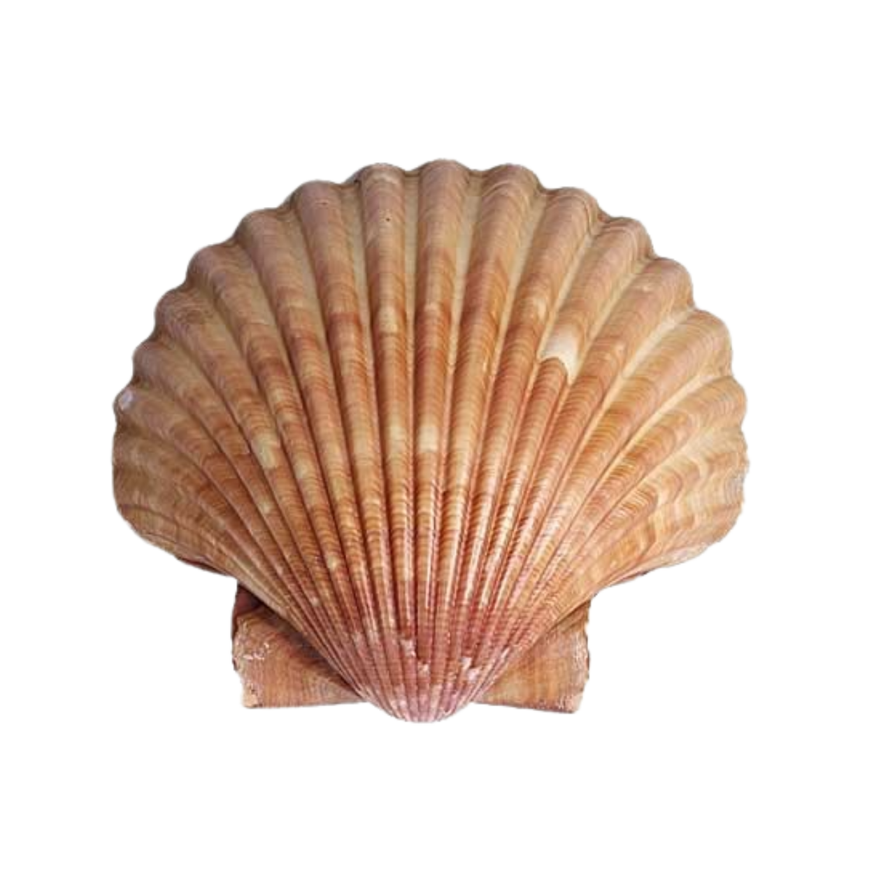 orange shell