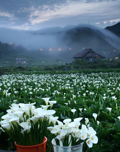 nubianbrothaz:   NightLight |  Yangmingshan National Park,Taiwan 