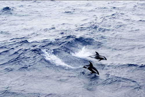 seriouslycetacean:  DSC00548 - Hourglass Dolphins (by Tim C Smith)