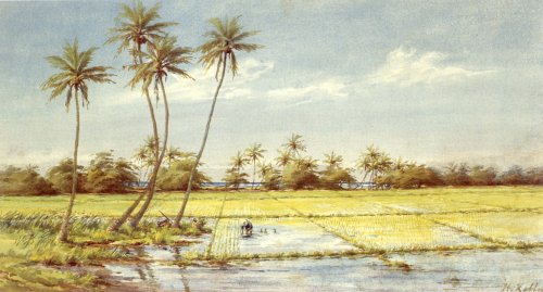 Rice Paddies (in Hawaii), Helen Whitney Kelley, 1890