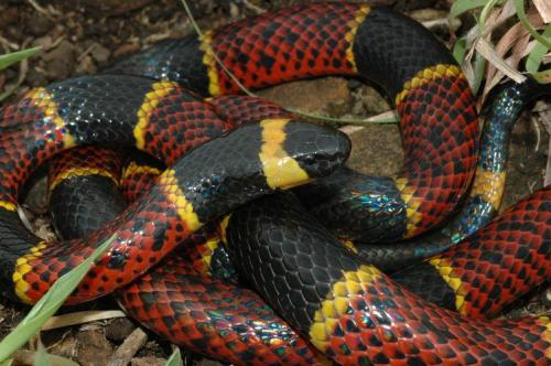 exotic-venom:(Micrurus tener) Texas coral snake